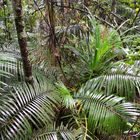 Regenwald bei Kuranda 1