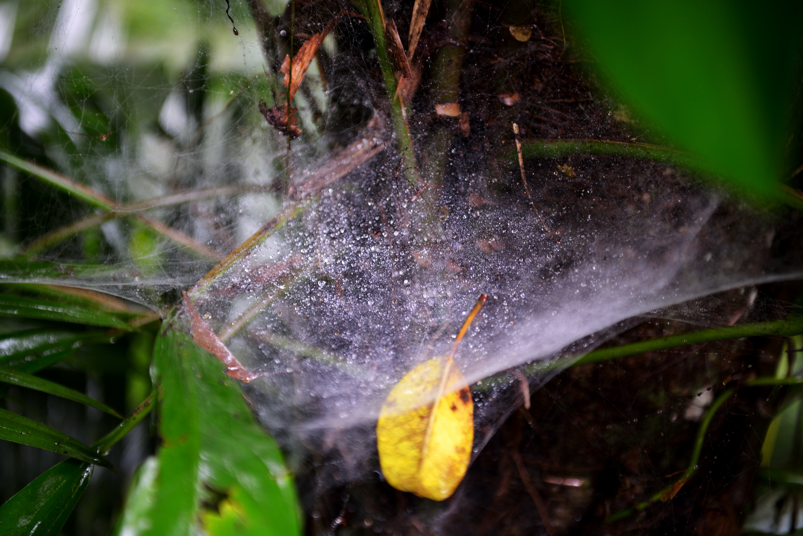 Regenwald bei Kuranda 2