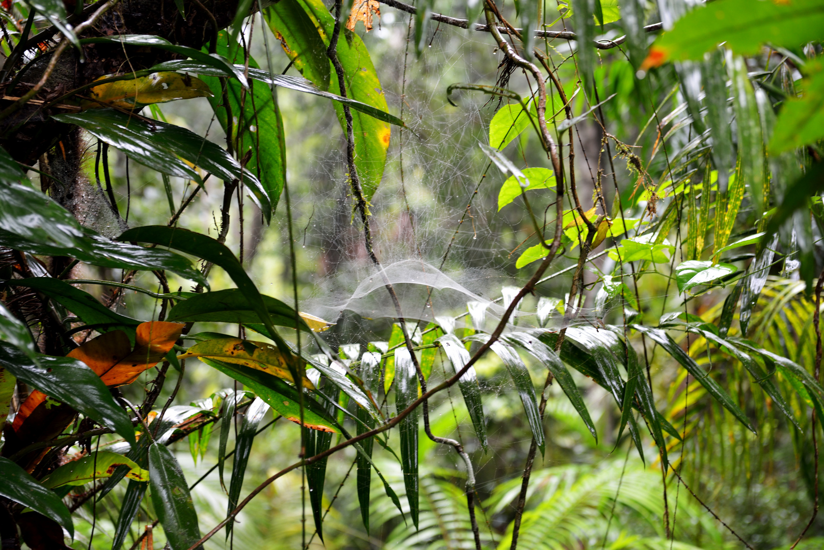 Regenwald bei Kuranda 3