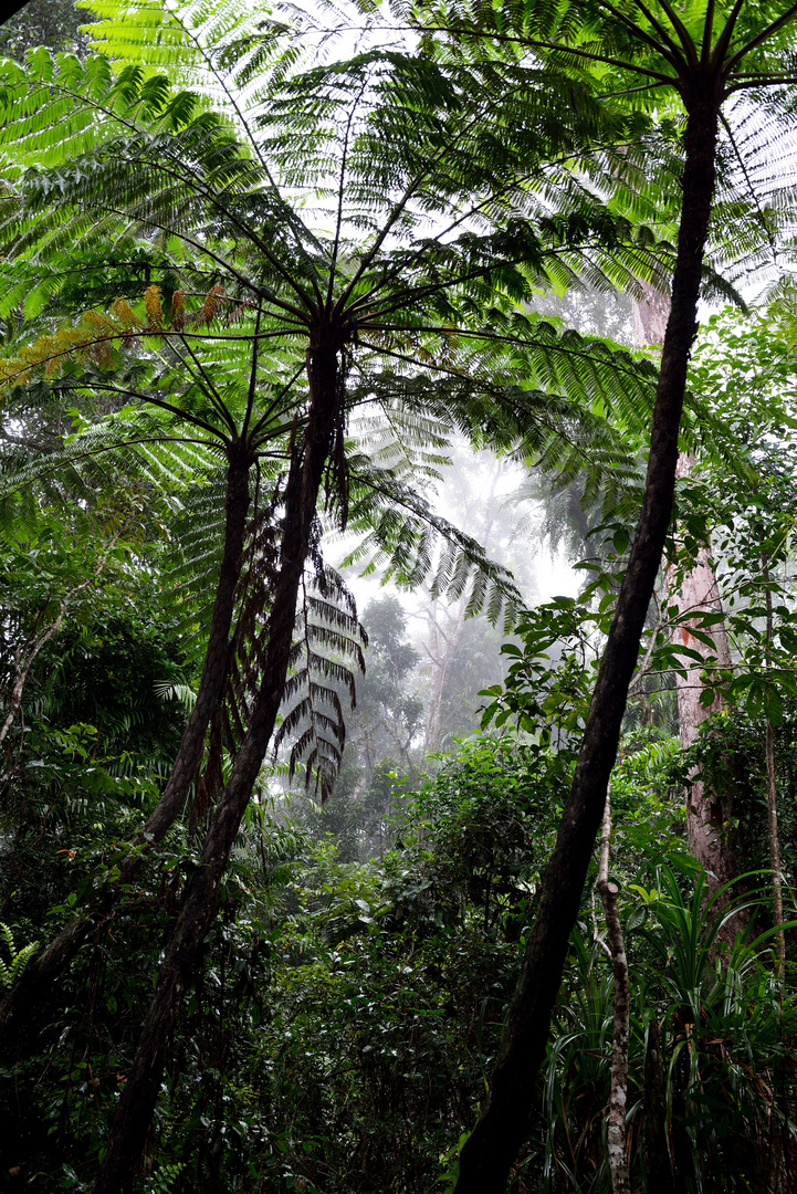 Regenwald bei Kuranda 4