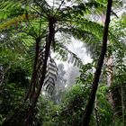Regenwald bei Kuranda 4