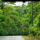 Regenwald bei La Fortuna de San Carlos