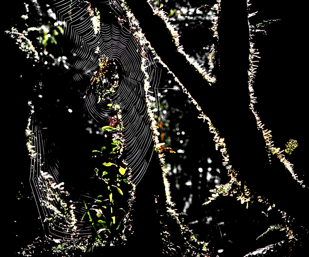 Regenwald bei Licht besehen