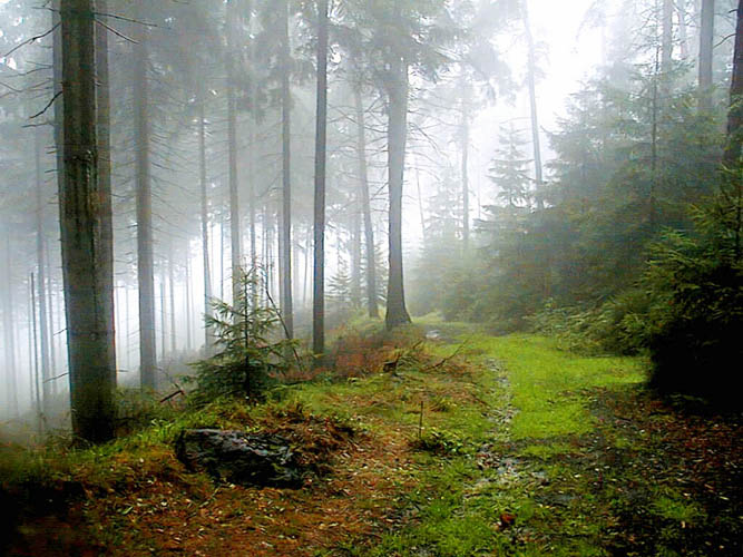 Regenwald