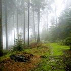 Regenwald