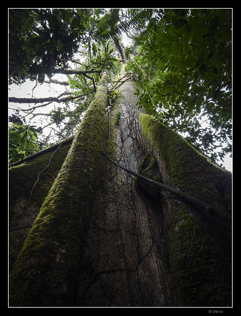 Regenwald Ecuador