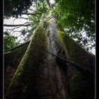 Regenwald Ecuador