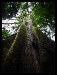 Regenwald Ecuador