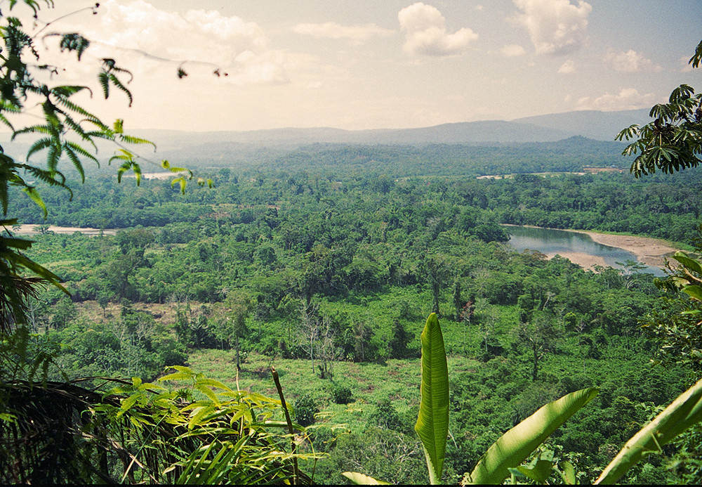 Regenwald (Ecuador 1994)