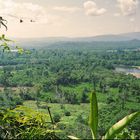 Regenwald (Ecuador 1994)