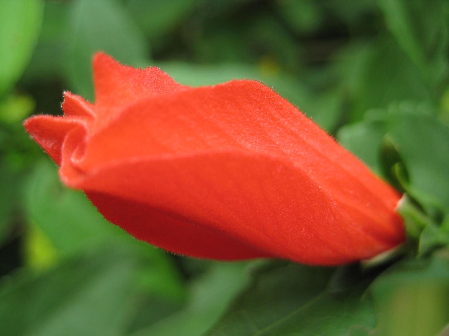 Regenwald Ecuador