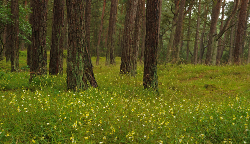 *Regen*WALD