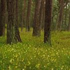 *Regen*WALD