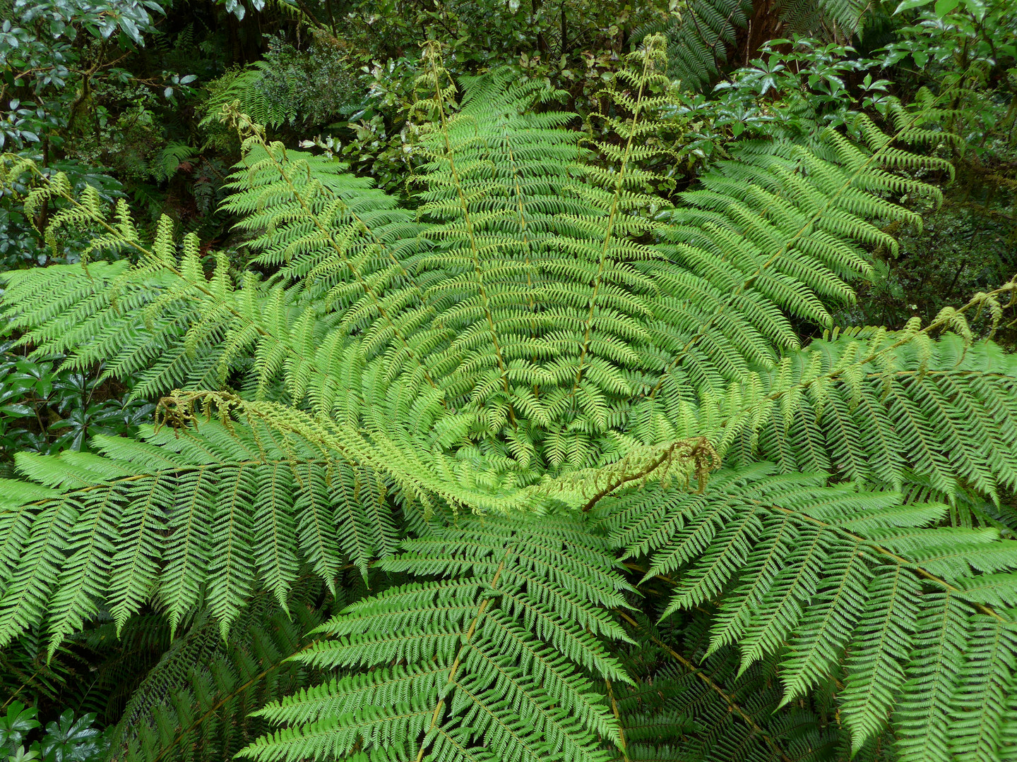 Regenwald-Farn_Fjordland National Park_NZ