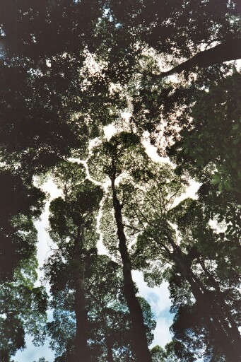 Regenwald-Fraser Island