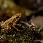 Regenwald Frosch 1