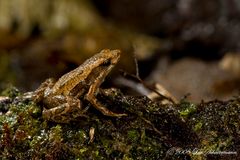 Regenwald Frosch 1