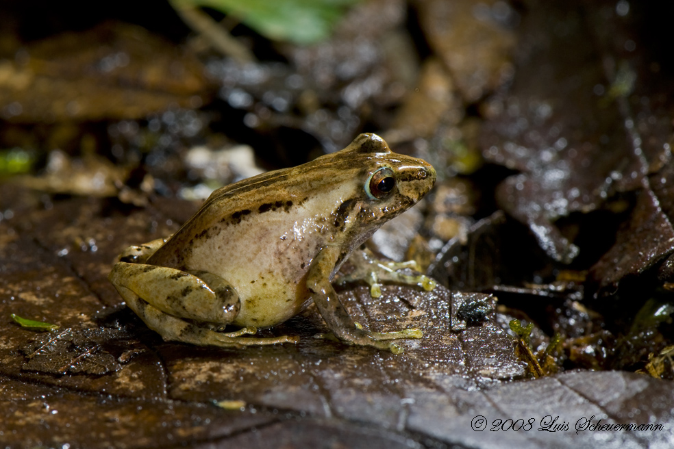 Regenwald Frosch 2