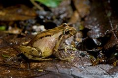 Regenwald Frosch 2