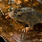 Regenwald Frosch 3