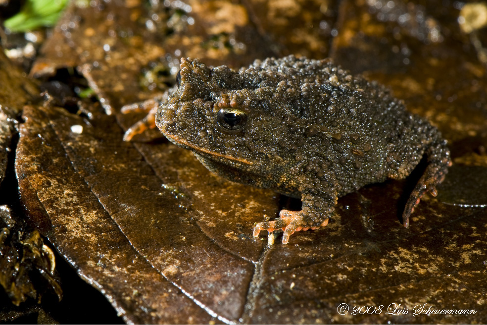 Regenwald Frosch 3