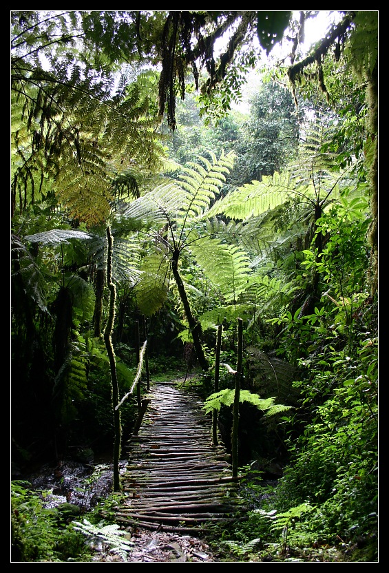 Regenwald im Bwindi Nationalpark, Uganda