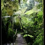 Regenwald im Bwindi Nationalpark, Uganda