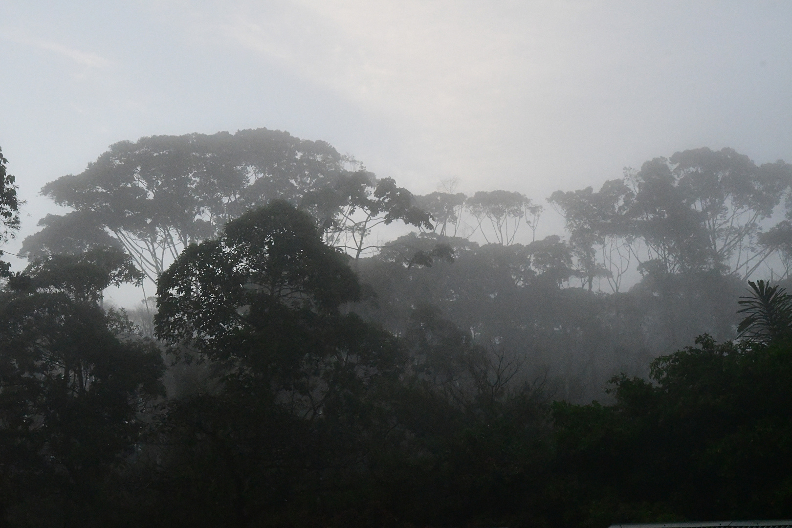 Regenwald im Nebel