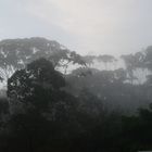 Regenwald im Nebel
