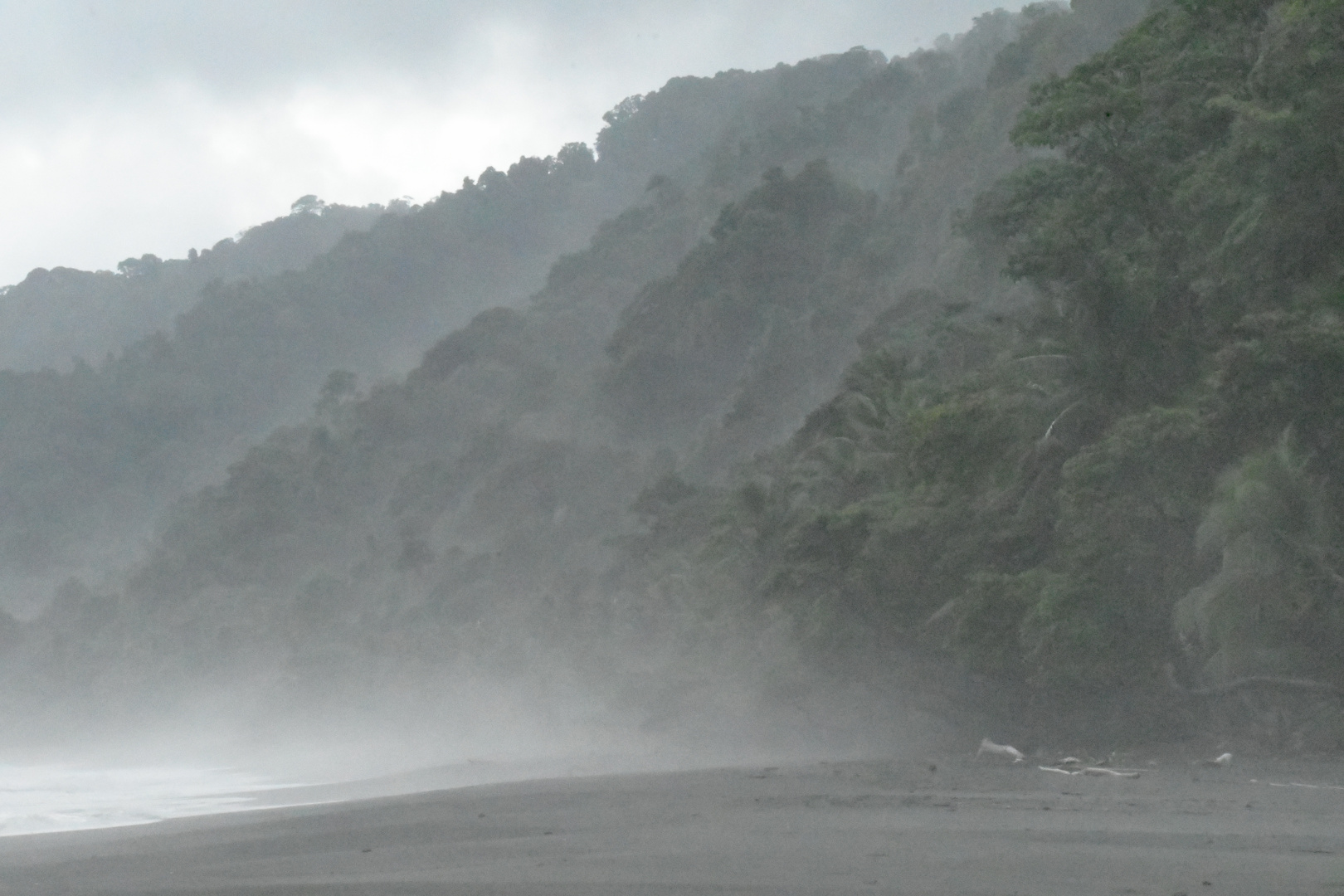 Regenwald im Nebel