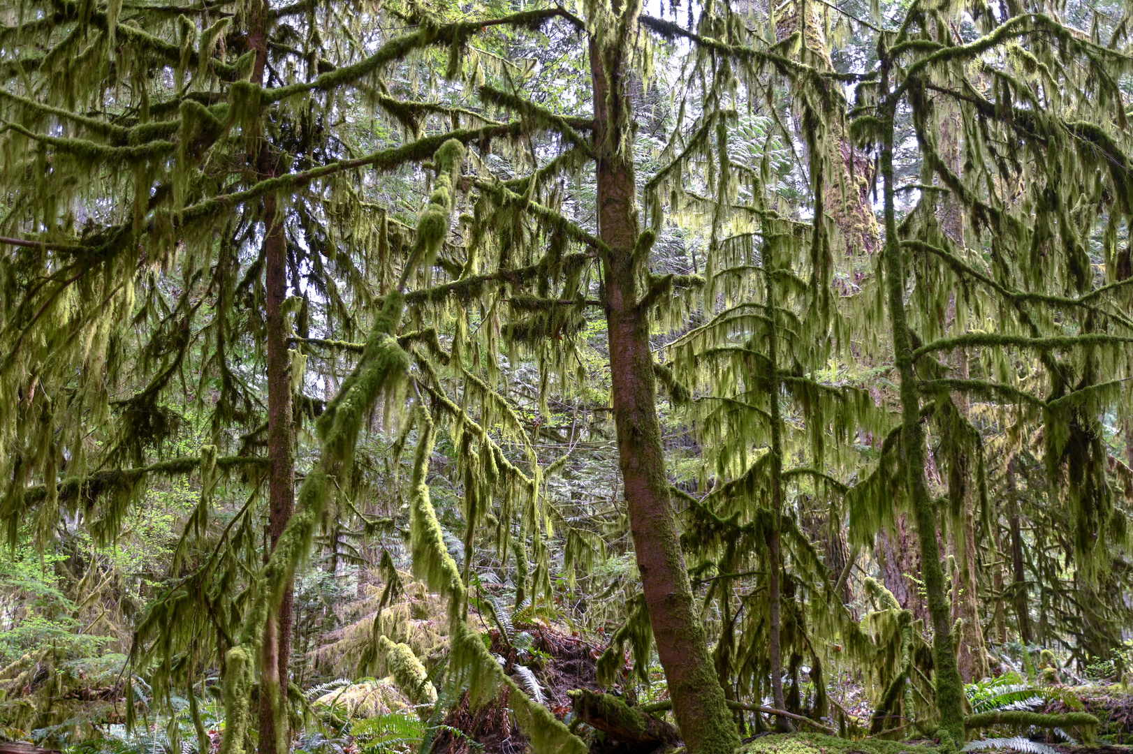 Regenwald im Norden ?