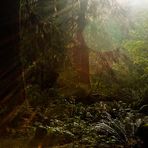 Regenwald im Olympic National Park - Washington State - USA
