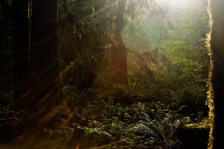 Regenwald im Olympic National Park - Washington State - USA