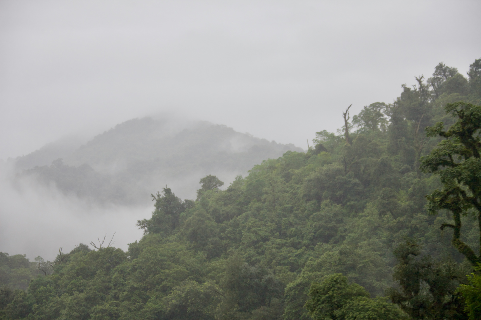 Regenwald im Regen