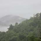 Regenwald im Regen