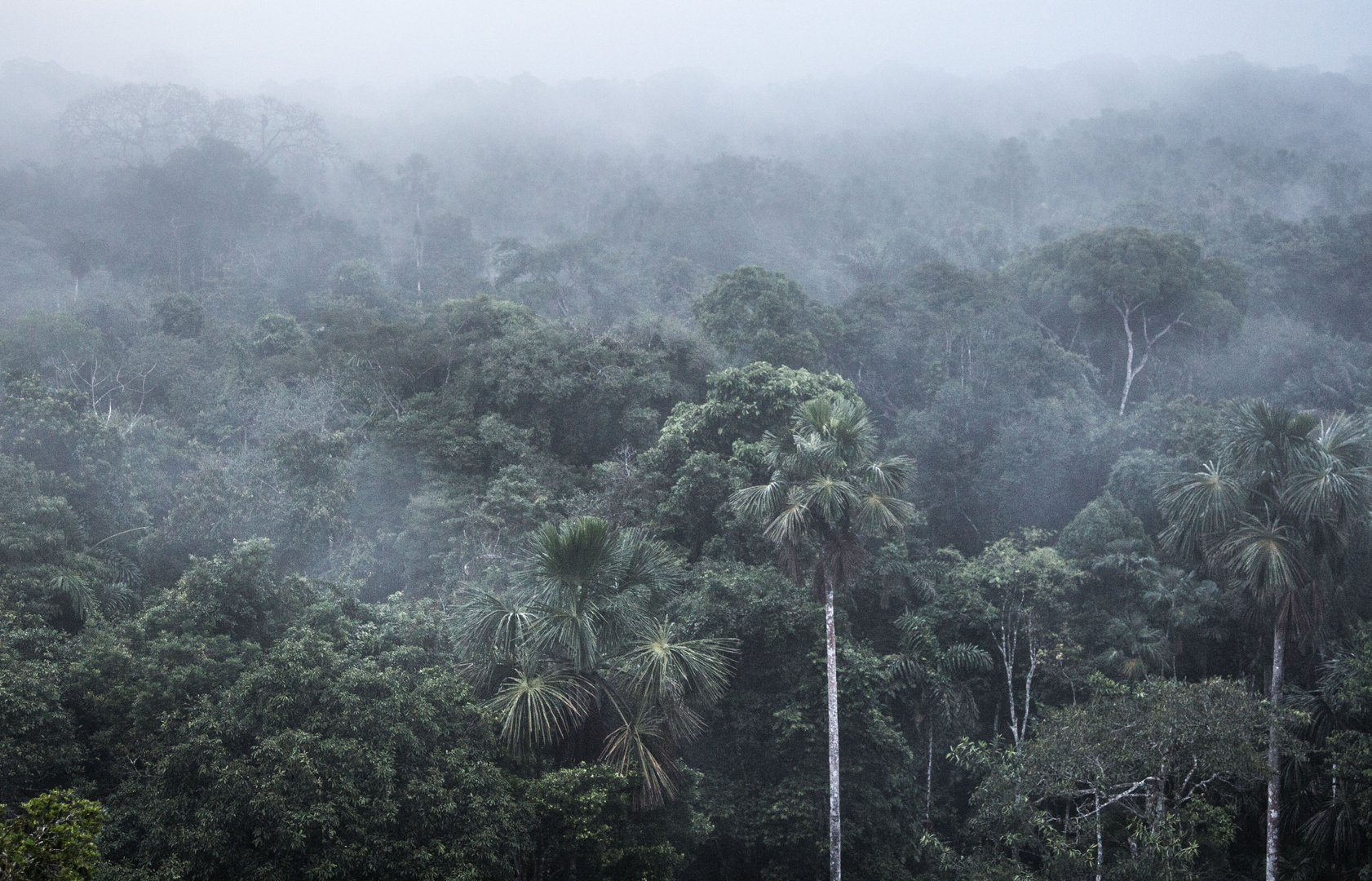 Regenwald im Yasuni NP, Ecuador