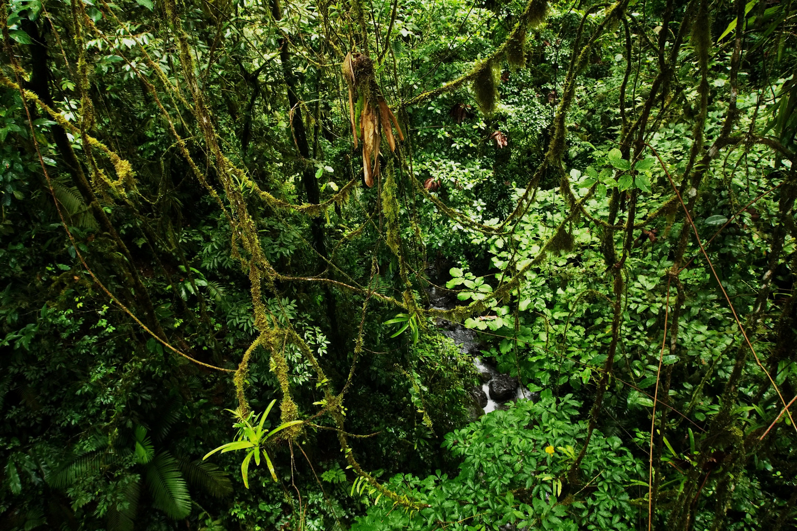 Regenwald-Impressionen (3)