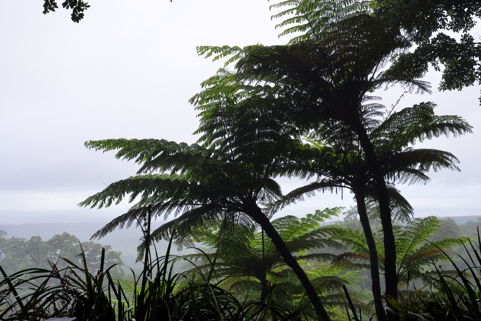 Regenwald in Australien