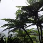 Regenwald in Australien