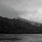 Regenwald in Borneo 1984