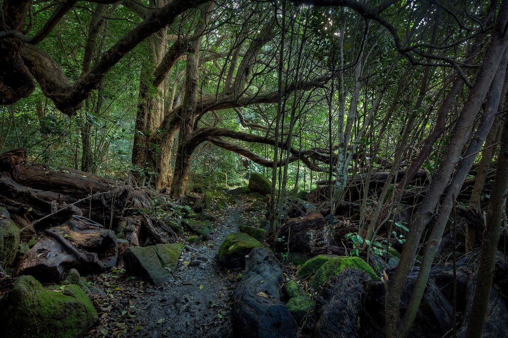 Regenwald in Coromandel