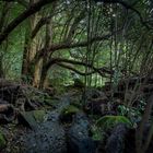 Regenwald in Coromandel