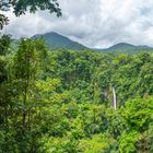 Regenwald in Costa Rica