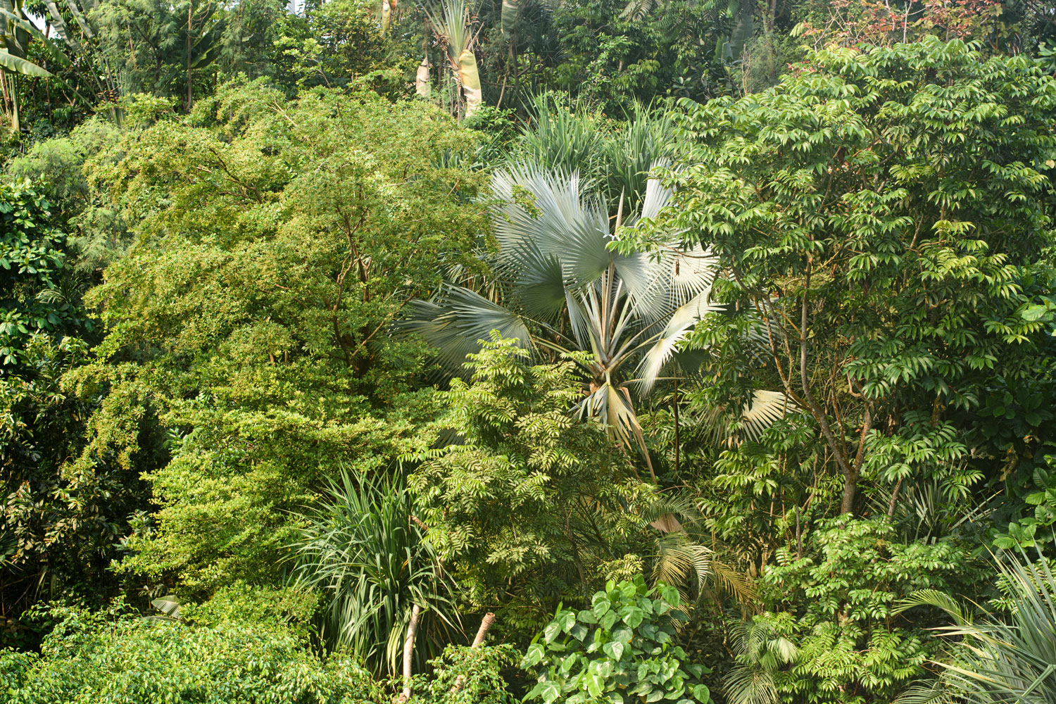 Regenwald in der Masualahalle