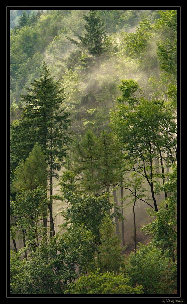 Regenwald in Deutschland