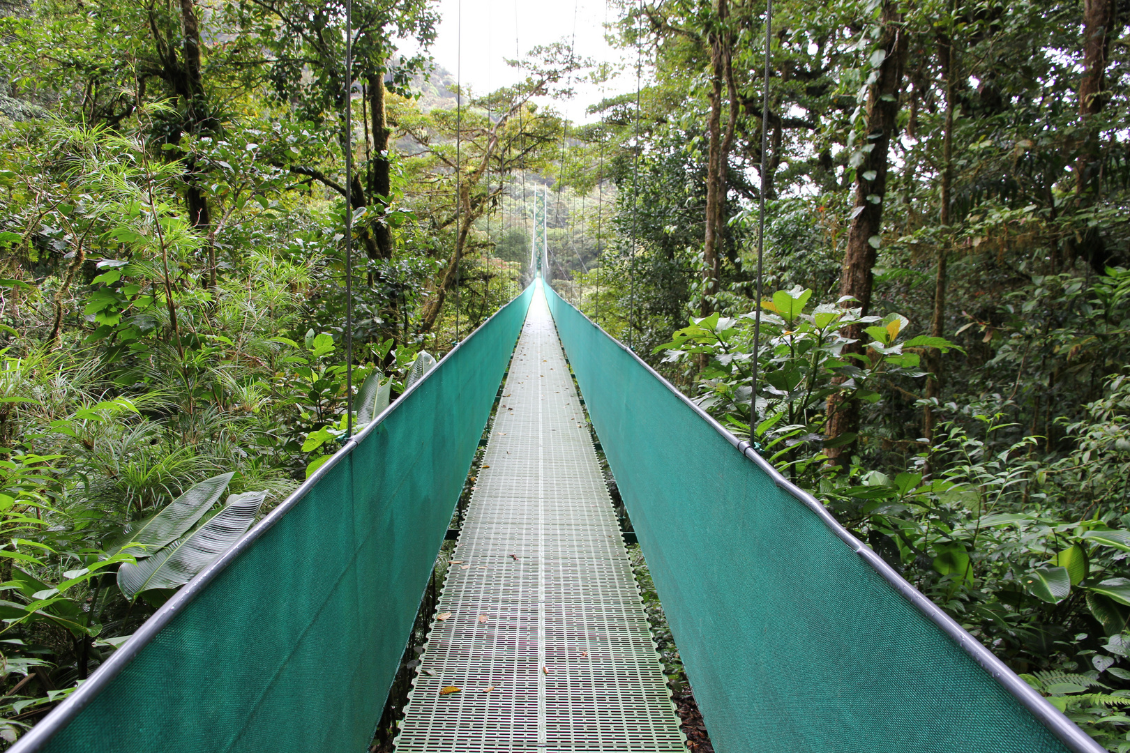 - Regenwald in Monteverde 1  -