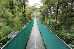- Regenwald in Monteverde 1  -