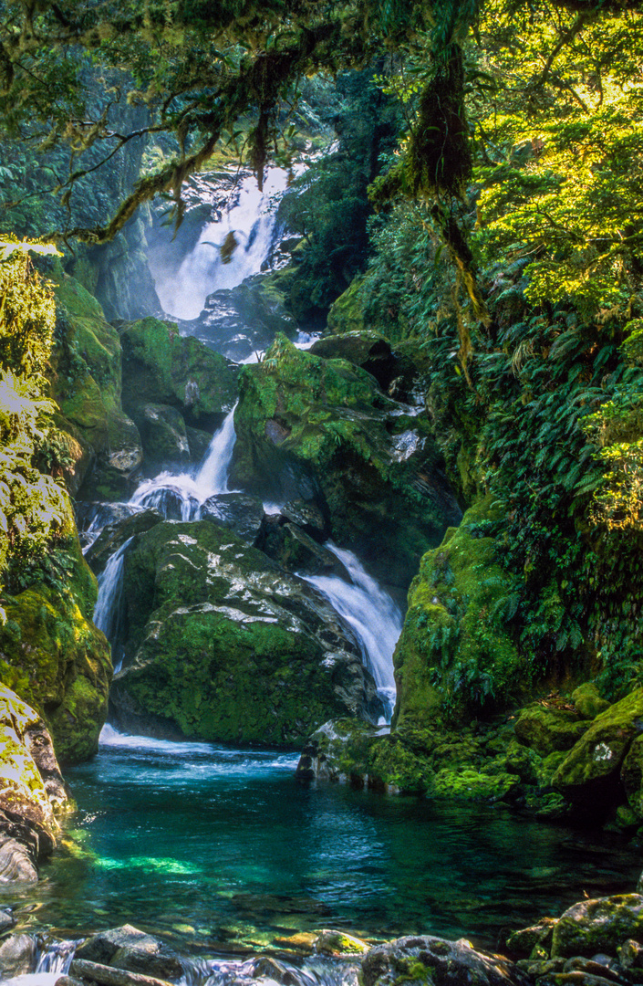 Regenwald in Neuseeland, Südinsel