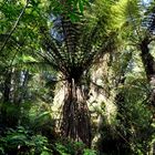 Regenwald in NZ
