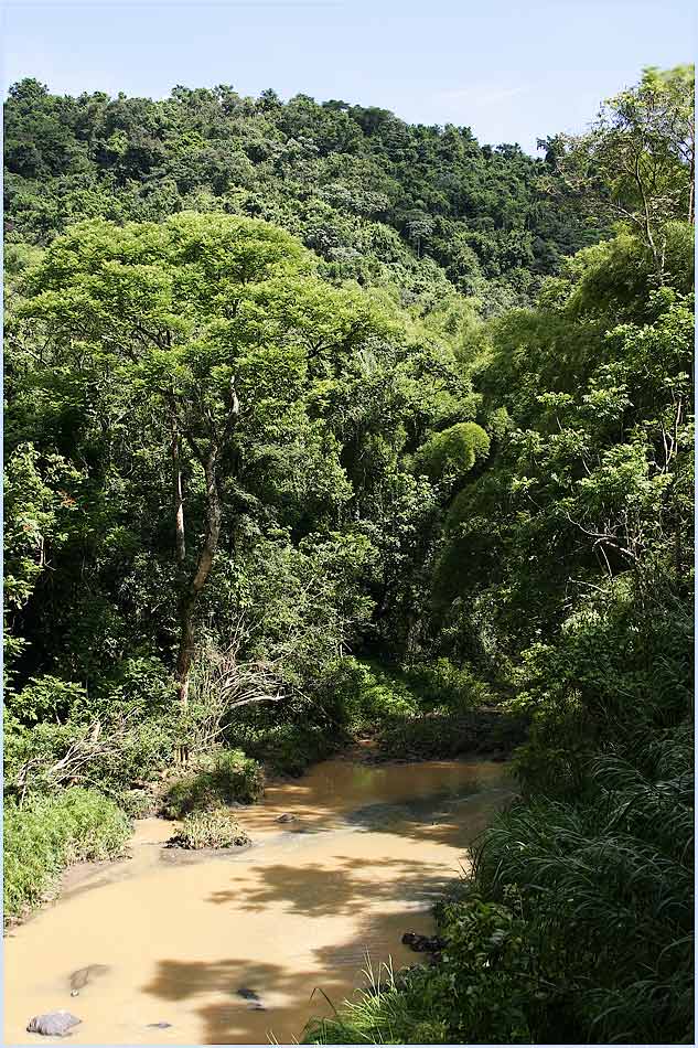 Regenwald in Puerto Rico